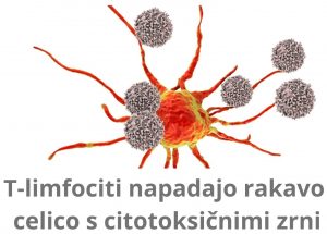 T-limfociti napadajo rakavo celico s citotoksičnimi zrni