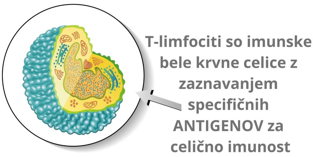 T-limfociti so imunske bele krvne celice z zaznavanjem specifičnih ANTIGENOV za celično imunost...