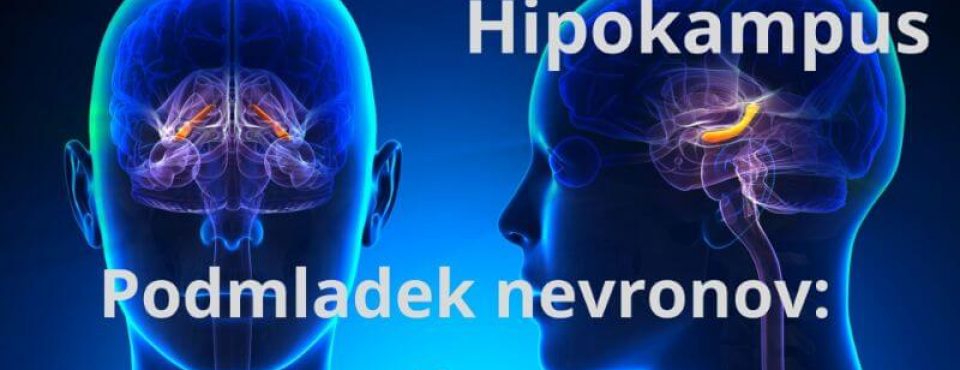 Nevrogeneza ali delitev nevronov -hipokampus Tesla-Zaper-Geo terapija Alkivita