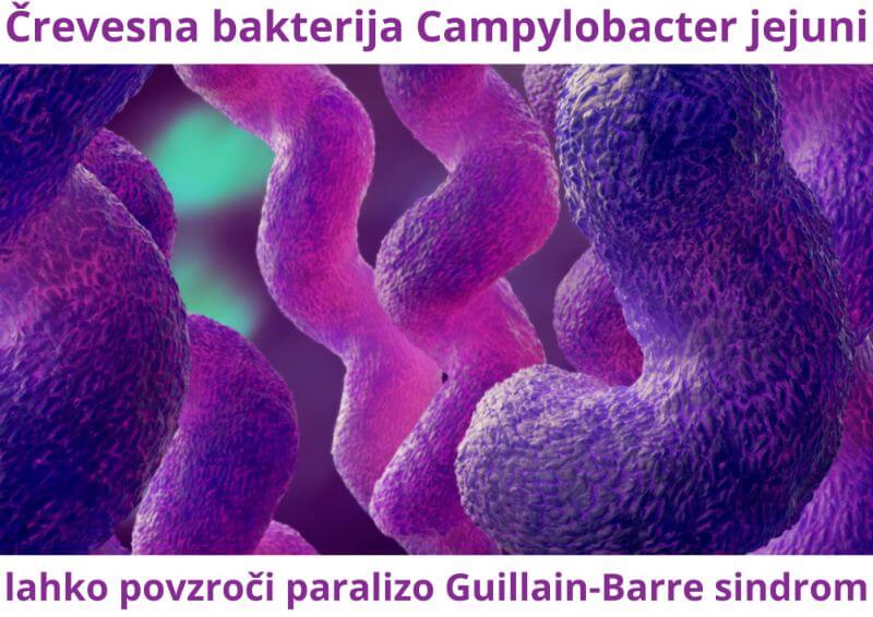 Bakterija Campylobacter jejuni povzroča Guillain-Barre sindrom paralizo in prebavne težave v črevesju ALKIVITA Tesla Zaper-Geo