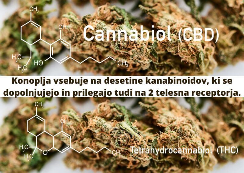 Konoplja vsebuje na desetine kanabinoidov, ki se dopolnjujejo in prilegajo tudi na 2 telesna receptorja -KANABINOIDI